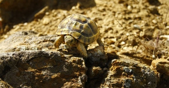 Gözüne diken batan kaplumbağayı 'gezgin öğretmen' kurtardı