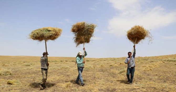 Çiftçi hasattan memnun değil