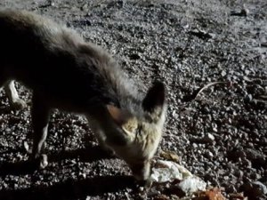 İnşaat işçisi tilkiyi kendi elleriyle besliyor