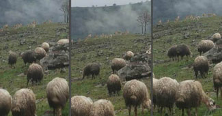 Tunceli’de dağ keçileri ve koyun sürüsü bir arada