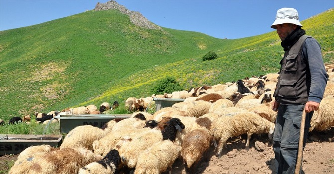 İran’dan gelip Yüksekova’da çoban oldu