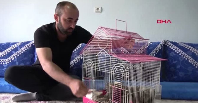 Yuvasından düşen yavru baykuşlara sahip çıktı