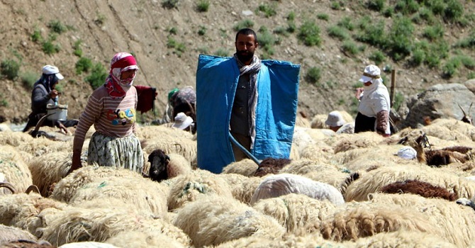 Hakkari'de Üniversite mezunu genç 1500 koyuna çobanlık yapıyor