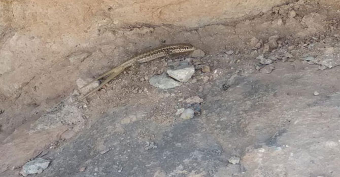 Batman’da, ‘çift kuyruklu’ kertenkele görüldü