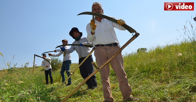Hakkari'de İmece usulü ile ot biçiyorlar