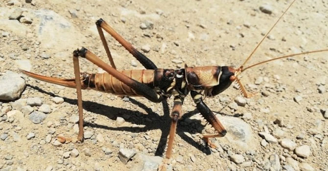 Hakkari'de etçil çekirge bulundu