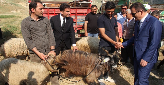 Hakkari'de 47 aileye 987 küçük baş hayvan dağıtıldı