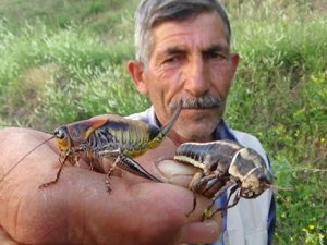 Hakkari'de çekirge istilası