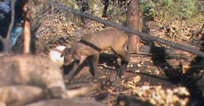 Kuzu, ölen koyunların içinde annesini aradı
