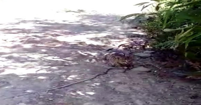 Yüksekova'da Kedinin yılanla oyunu kamerada