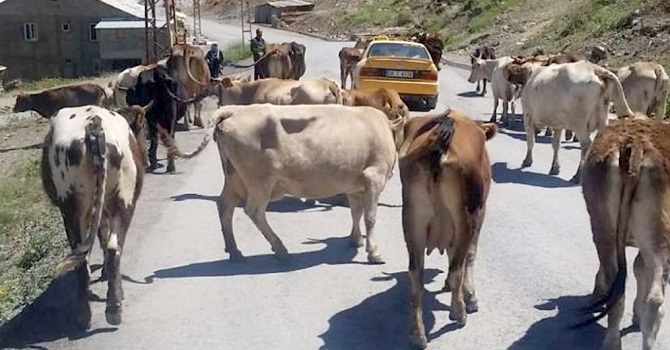 Hakkari Belediyesinden İnek sahiplerine uyarı!
