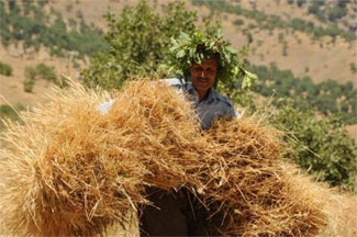 37 derece sıcaklıkta buğday hasadı