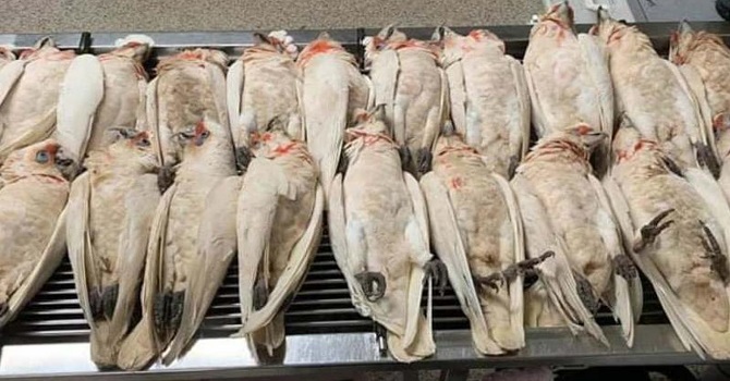 Gökyüzünden gözleri kanayan ve çığlık atan kuşlar yağdı