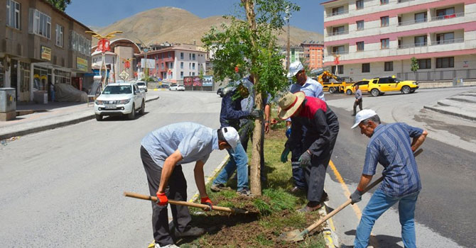 Hakkari Belediyesi'nden ağaçlandırma çalışması