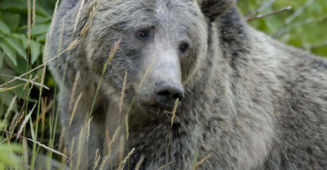 Aracında hırsız var sandı, 'ayı' çıktı