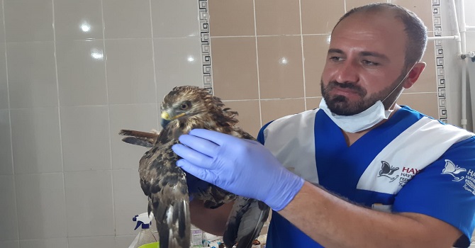 Hakkari'de Yaralı olarak bulunan yavru kaya kartalı tedavi altına alındı