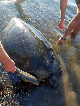Marmaris’te misinalara dolanan caretta caretta kurtarıldı