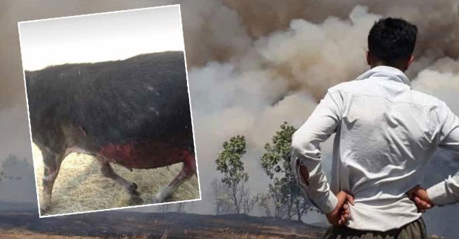 Şemdinli'de yangın: 35 koyun telef oldu!