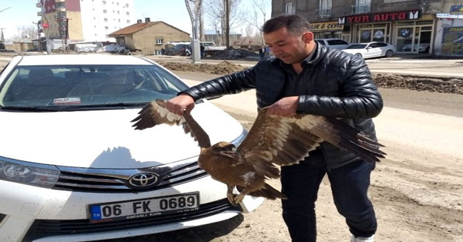Yaralı bulunan bozkır kartalı tedavi altına alındı