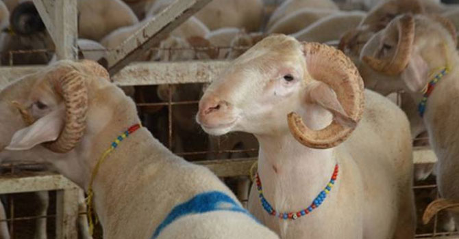 İzmir’de ‘veba’ şüphesiyle 20 mahalle karantinaya alındı