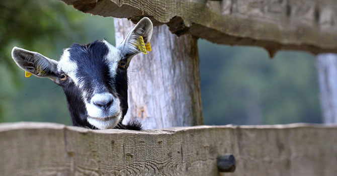 Yargıtay kararı: Masadakiler keçiden ne anlar