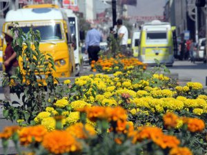 Van'da 4 ayda 500 çiçek dikildi!