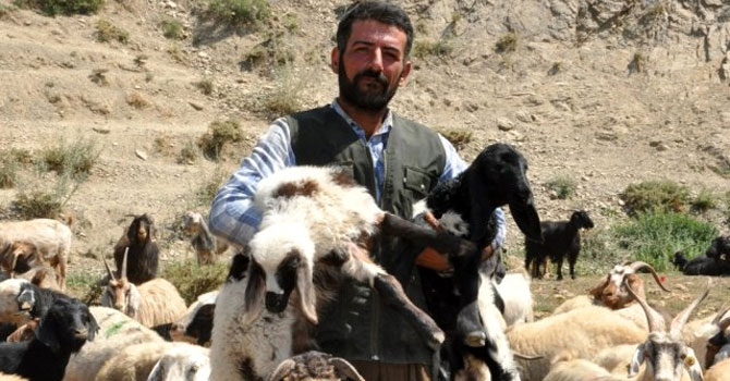 İran'dan gelip 3 bin 200 TL karşılığında çobanlık yapıyor