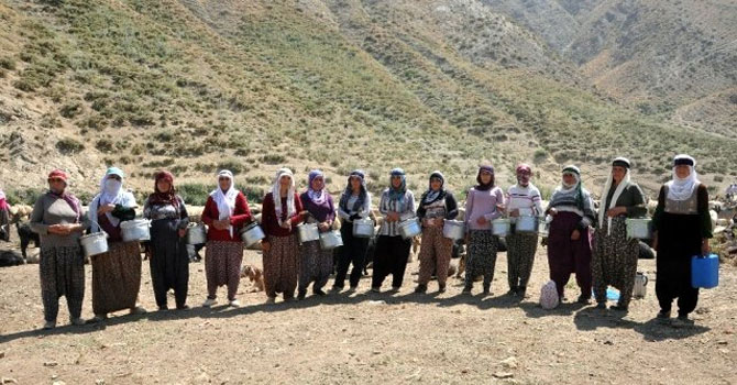 Yüksekovalı berivanlar kavurucu sıcakta süt sağıyor!