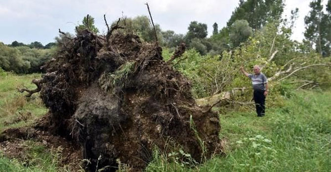 Kırklareli'de hortum ağaçları kökünden söktü