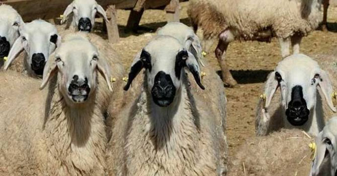 Çanakkale'de 'veba' nedeniyle 32 mahalle ve köy karantinaya alındı