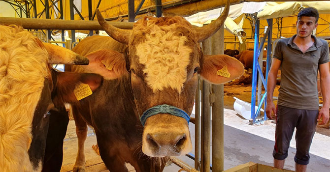 Büyükbaş hayvan ithalatı yüzde 70 düştü