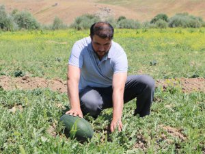 İş bulamayınca karpuz yetiştirdi