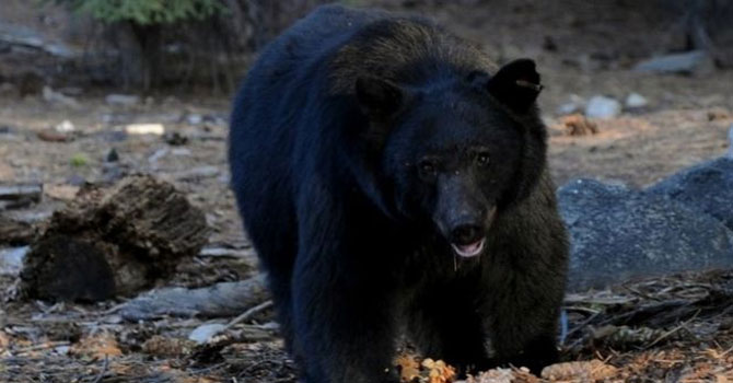 ABD'de bir eve giren ayı evden duvarı yıkarak kaçtı