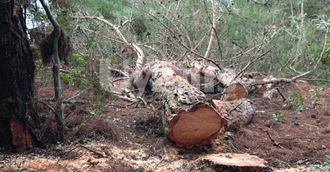 Kestiği ağacın altında kalan adamın cesedi 4 gün sonra bulundu