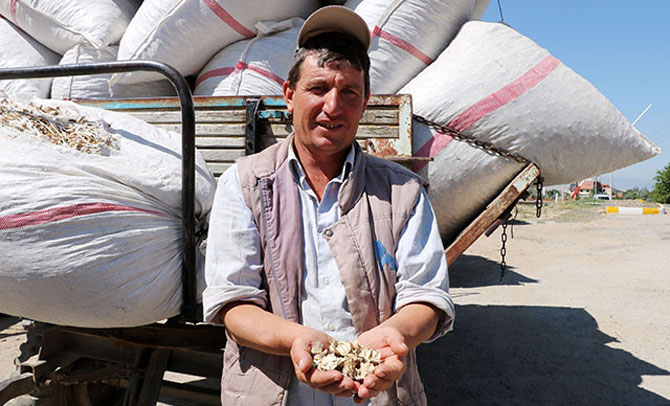 Üç ilçeden 2 bin 195 ton haşhaş kapsülü alımı yapılacak