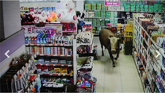 Markette boğa paniği