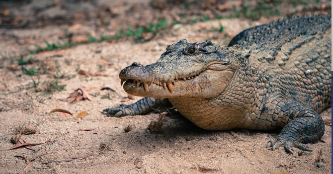 Timsah 10 yaşındaki çocuğu kardeşlerinin gözü önünde canlı canlı yedi