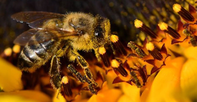 Brezilya'da son 3 ayda 500 milyondan fazla arı öldü