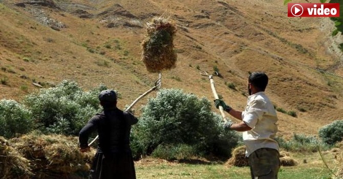 Yüksekova'da Ot balyalarını böyle taşıyorlar
