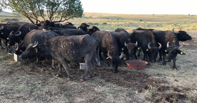 Yüksekova'daki çiftçilere 72 Manda yavru dağıtıldı