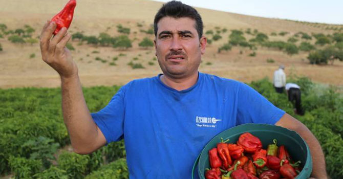 Urfalılar bu yıl daha pahalıya biber tüketecek