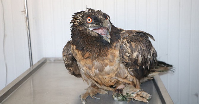 Nadir görülen sakallı akbaba, Cilo Dağı eteklerinde yaralı bulundu