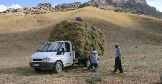 Hakkari: Yaylalarda biçilen otlar köylere taşınıyor