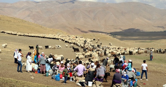 Berivan'ların zorlu yayla yolculuğu başladı!