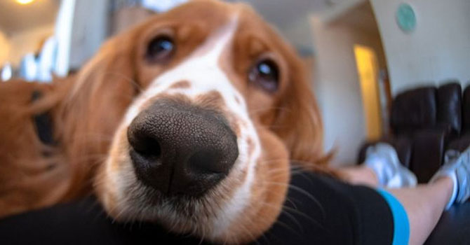 Hasta köpeğine bakacağı için 14 gün işe gidemez raporu