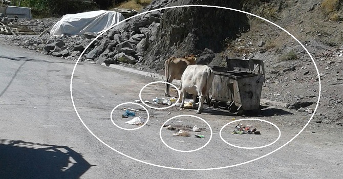 Hakkari'de Başıboş inekler, Toplanmayan çöplerde cirit atıyor