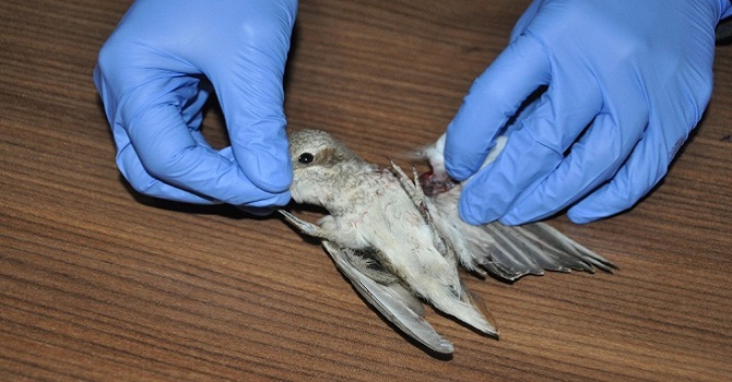 Yüksekova'da Yaralı bulunan kuş tedavi altına alındı