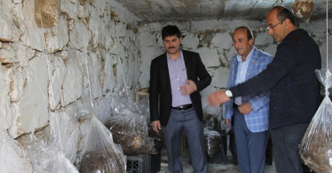 Evinin bodrumunda mantar üretiyor