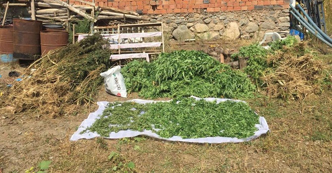 Uyuşturucu sanığı: Bahçeye mısır ektim, esrar çıktı