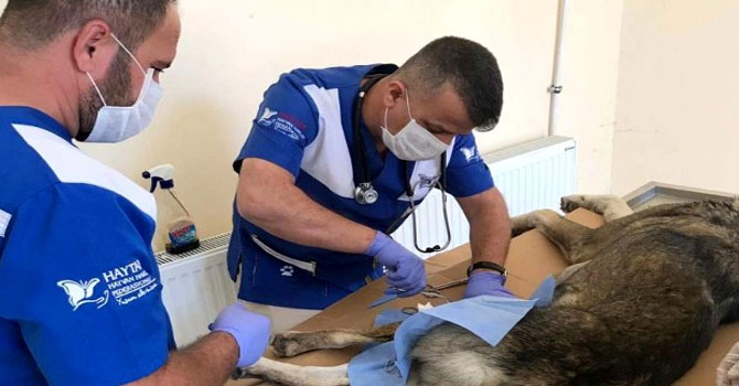 Hakkari veteriner ekipleri can kurtardı